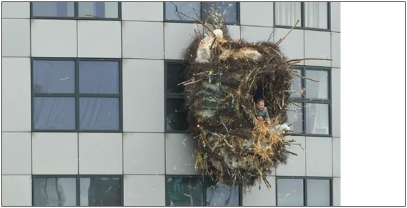 nest nest