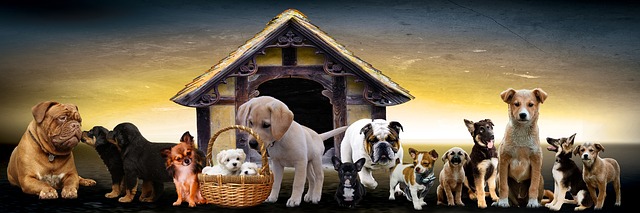 How to Find The Best Outdoor Dog Kennel