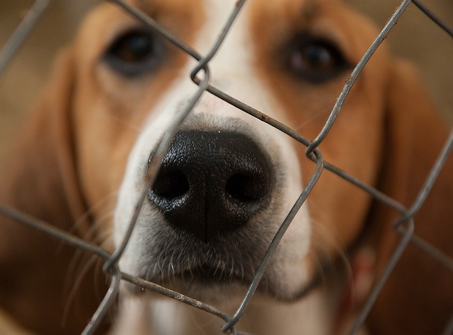 dog2