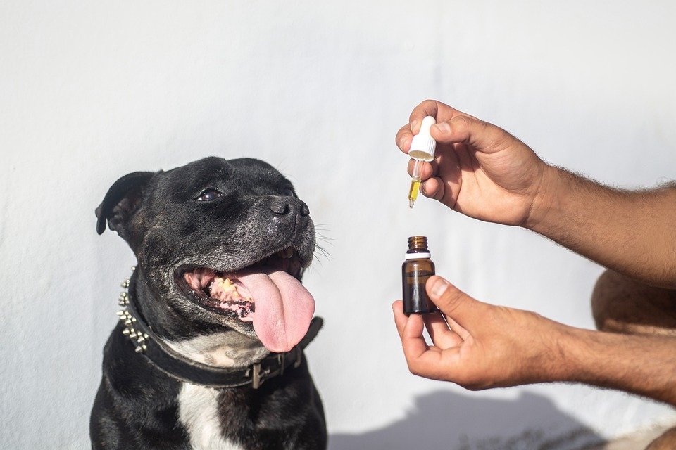 What Makes an Excellent CBD Oil for Dogs