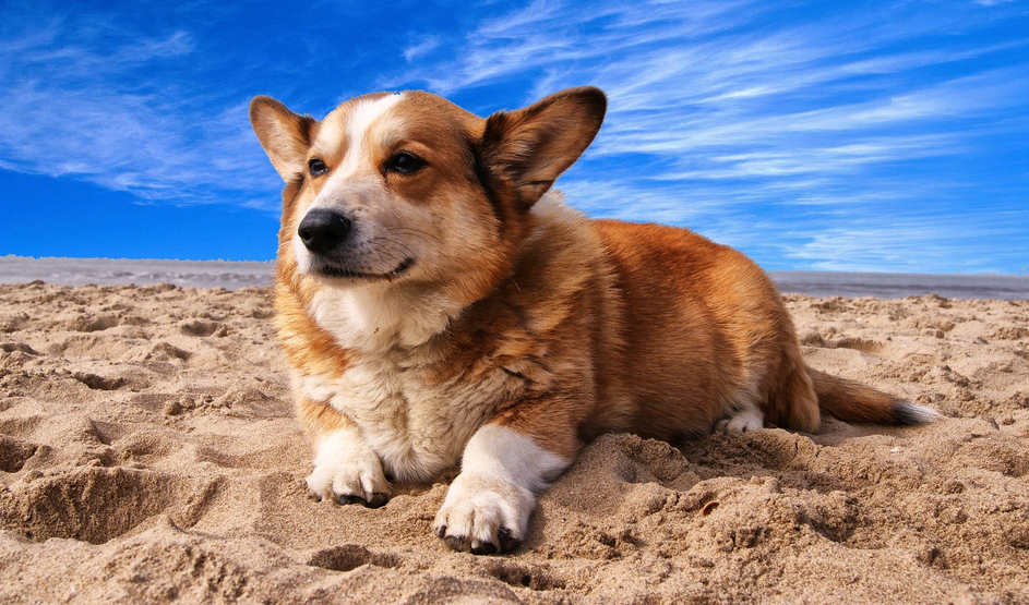 Factors to Consider When Choosing a Dog