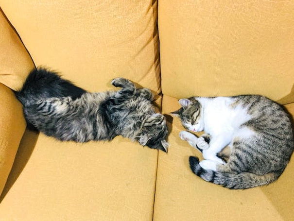 cats