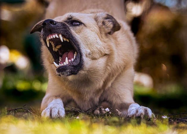 dog
