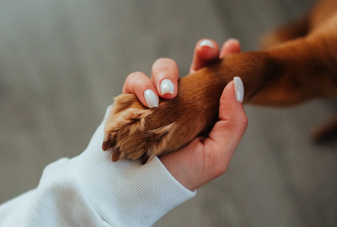The Top 4Telltale Signs That Your Pet Would Benefit From Obedience Training